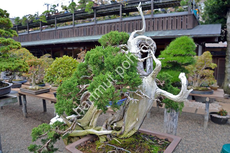 JAPAN-IMAGE-BONSAI-GARDEN-SHUNKAEN02