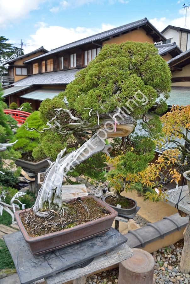 JAPAN-IMAGE-BONSAI-GARDEN-SHUNKAEN06