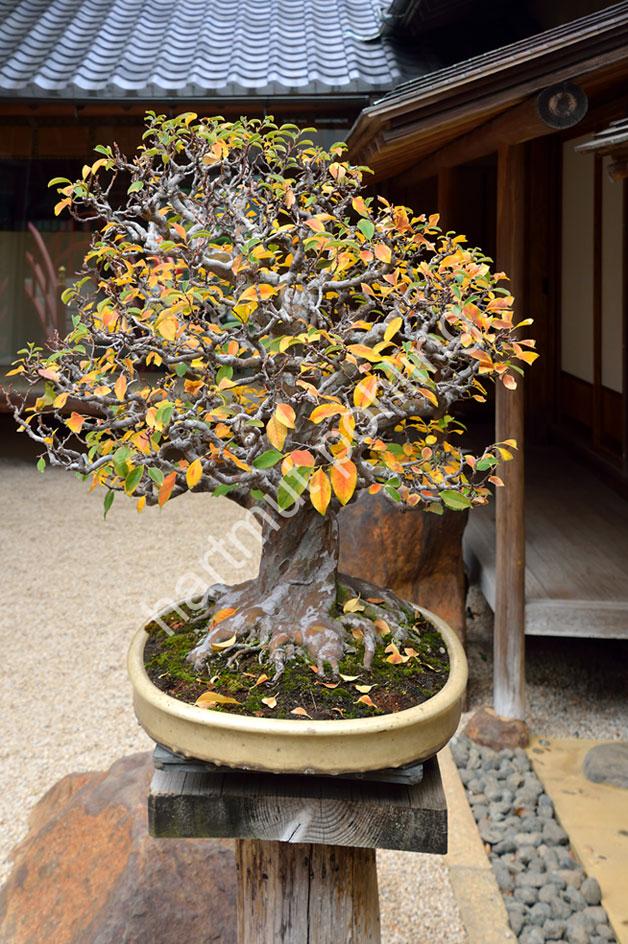 JAPAN-IMAGE-BONSAI-GARDEN-SHUNKAEN08