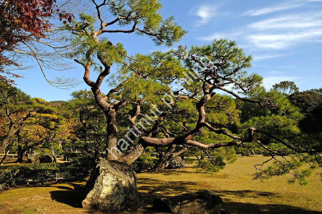 JAPANESE-SHRINE-ISE-DAIJINGU-NAIKU03