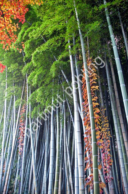 JAPANESE-TEMPLE-ADASHINO-NEMBUTSU-JI16