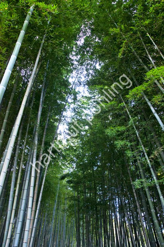 JAPANESE-TEMPLE-ADASHINO-NEMBUTSU-JI19