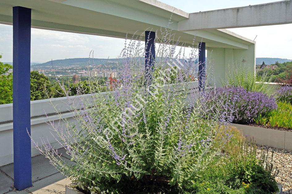 LE-CORBUSIER-WEISSENHOF-STUTTGART03