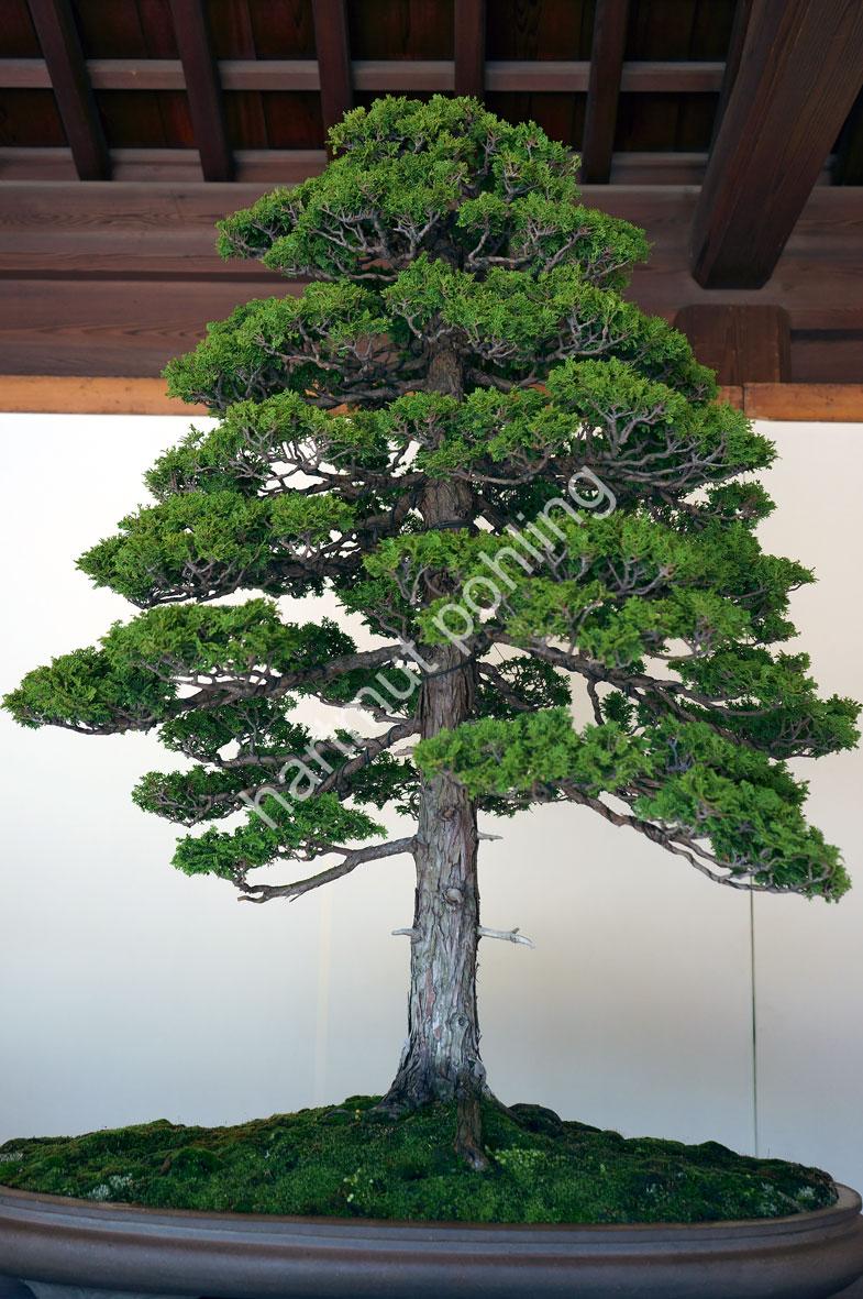 JAPAN-IMAGE-BONSAI05