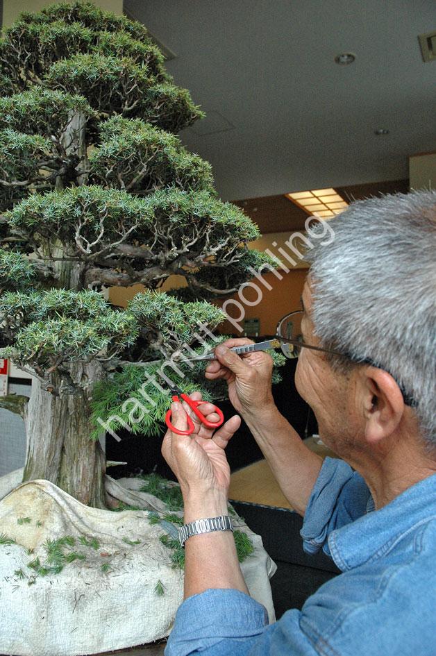 JAPAN-IMAGE-BONSAI12