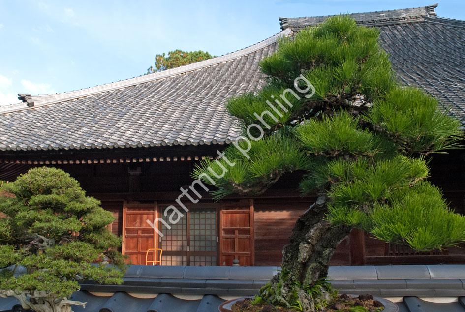 JAPAN-IMAGE-BONSAI15