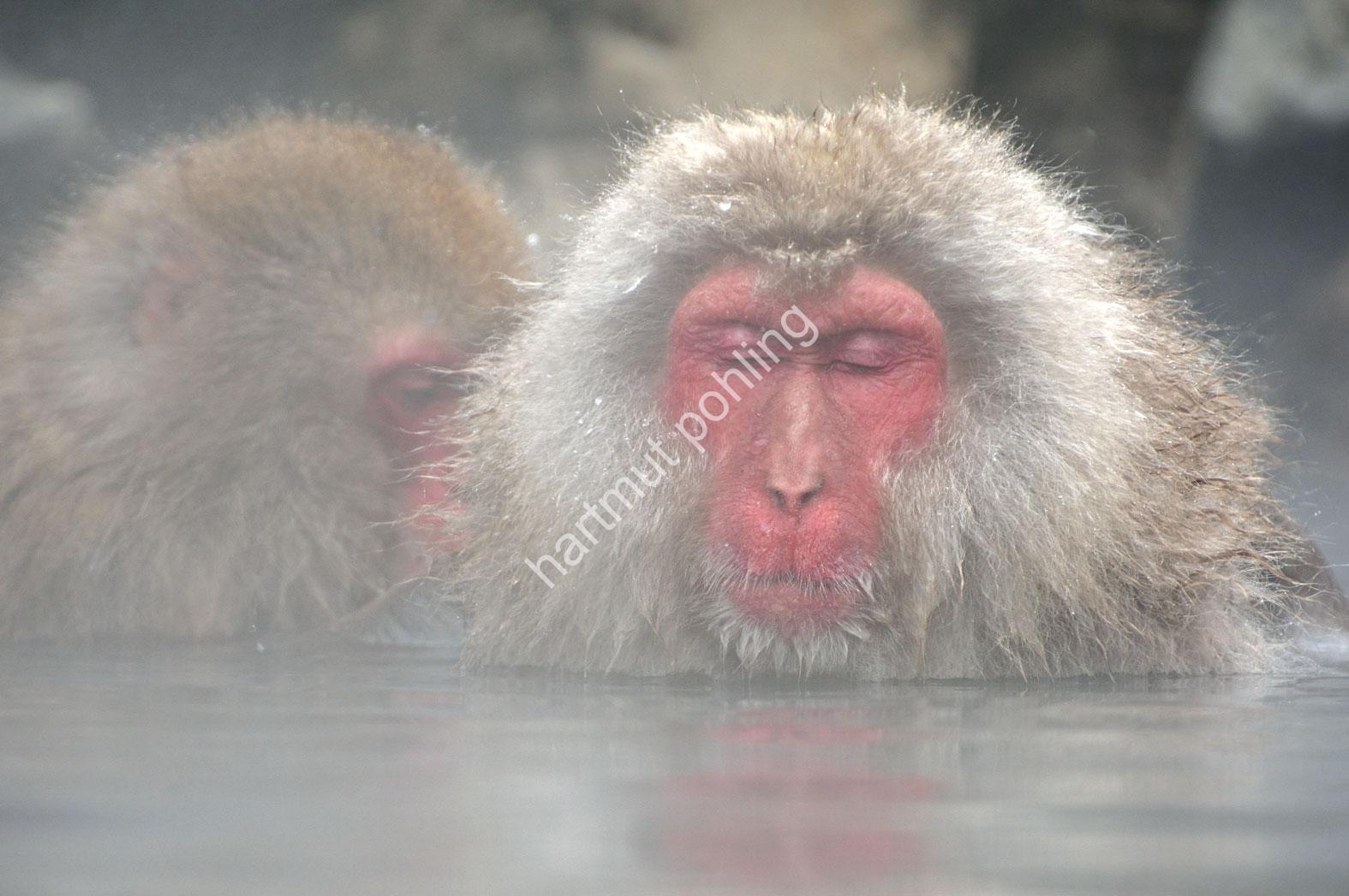 JAPAN-NATURE-FAUNA-MAKAK02