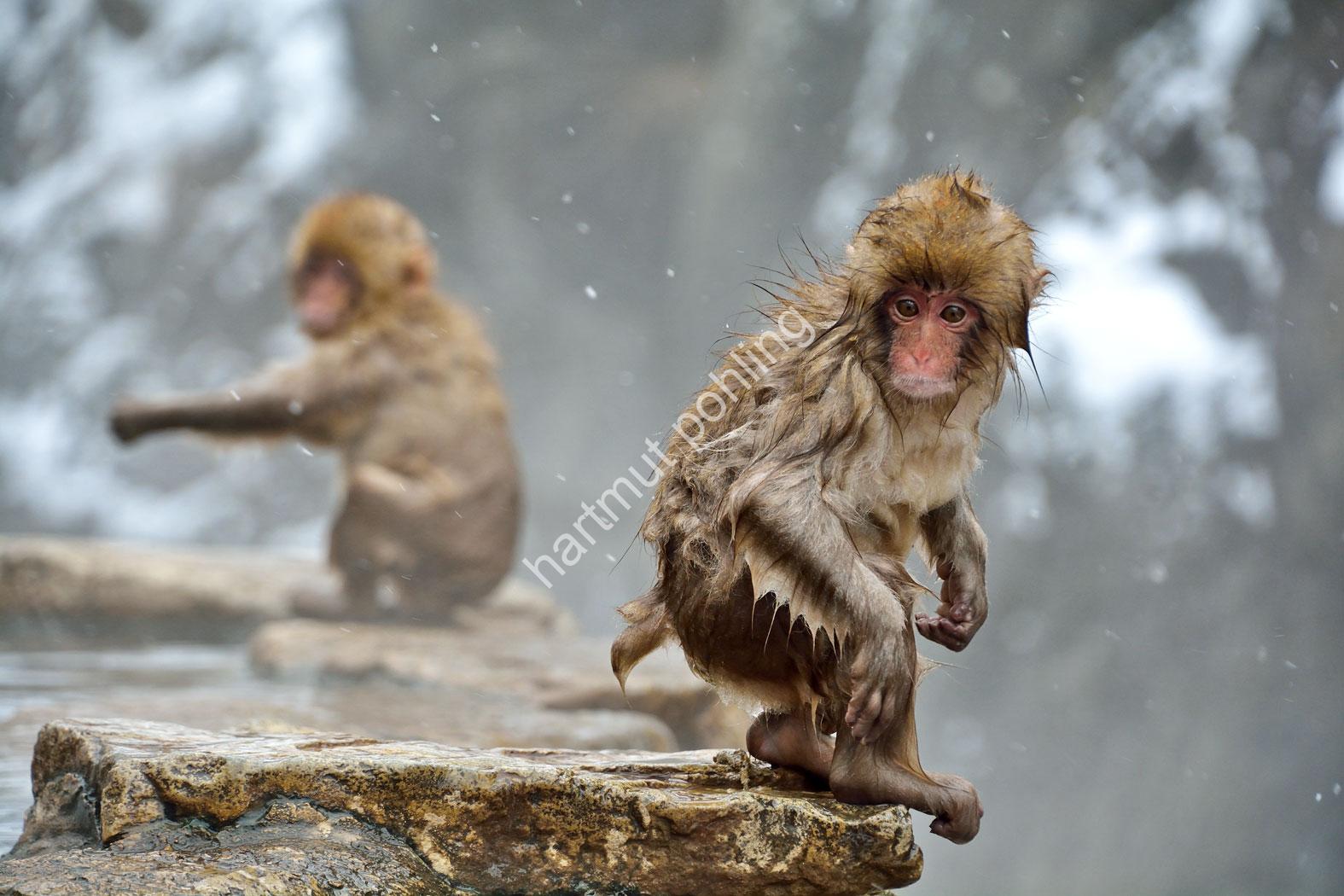 JAPAN-NATURE-FAUNA-MAKAK04