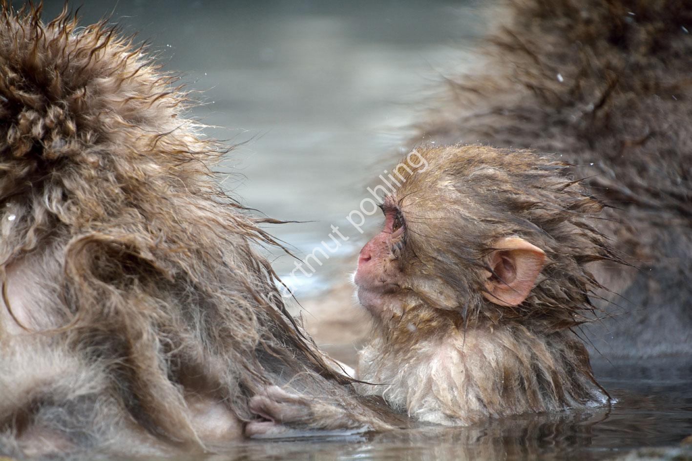 JAPAN-NATURE-FAUNA-MAKAK05
