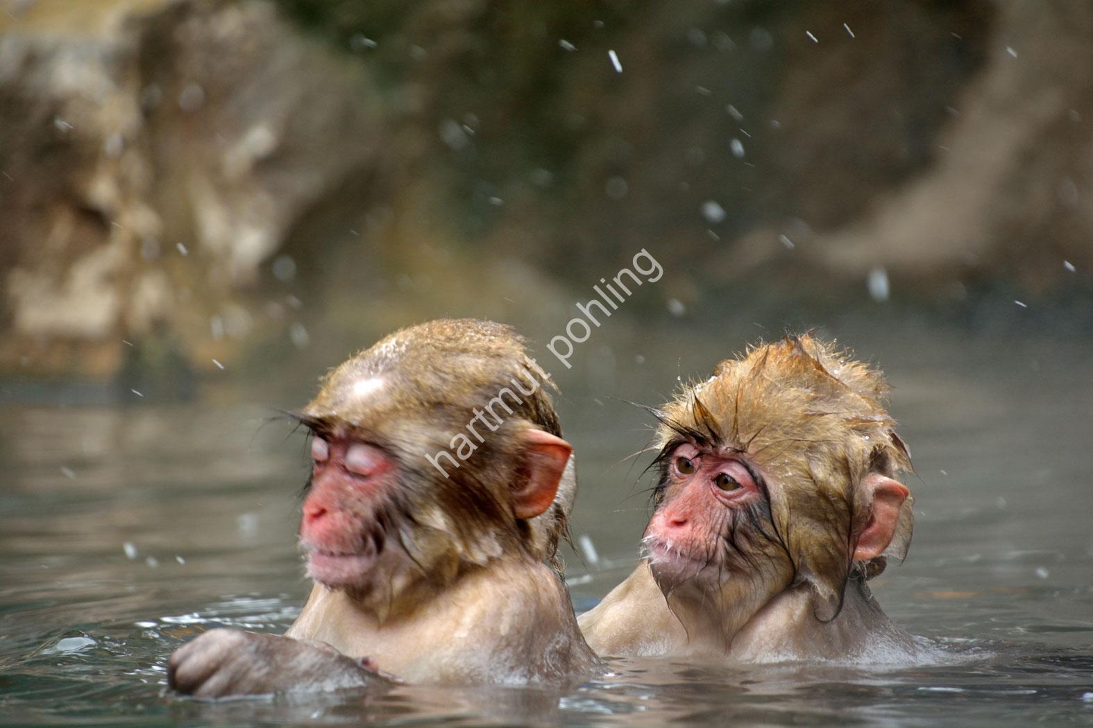 JAPAN-NATURE-FAUNA-MAKAK06