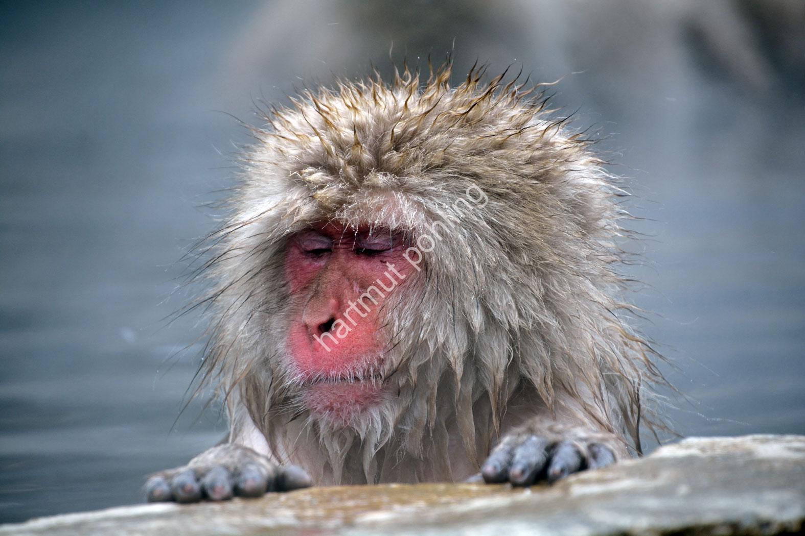 JAPAN-NATURE-FAUNA-MAKAK07