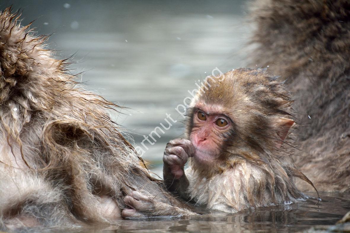 JAPAN-NATURE-FAUNA-MAKAK10