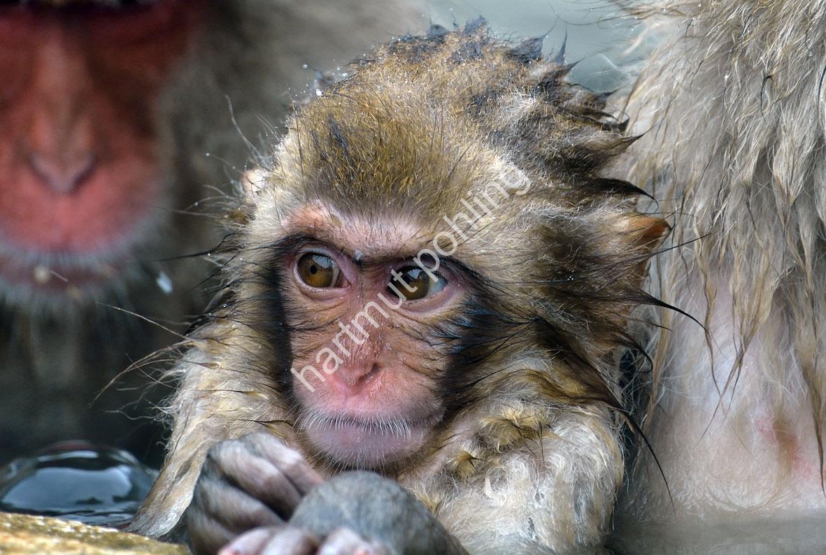 JAPAN-NATURE-FAUNA-MAKAK12