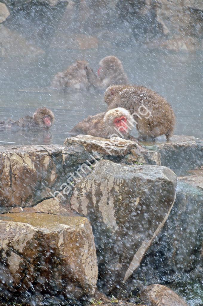 JAPAN-NATURE-FAUNA-MAKAK15