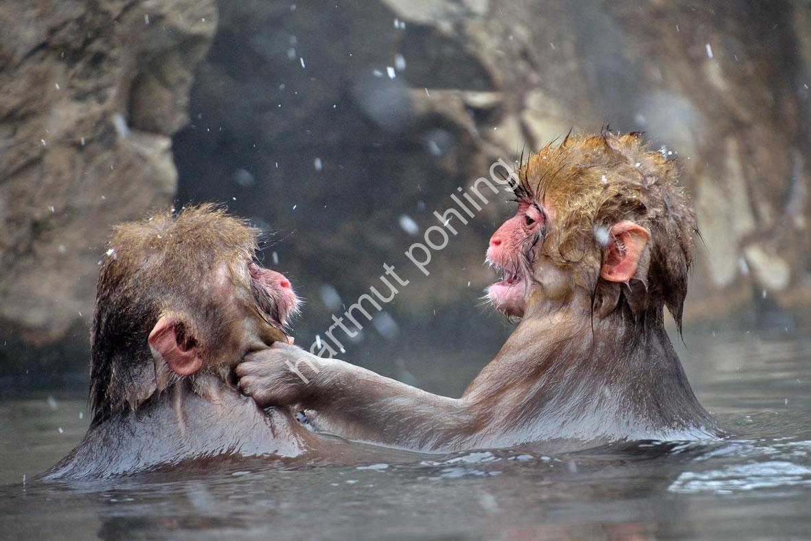 JAPAN-NATURE-FAUNA-MAKAK16