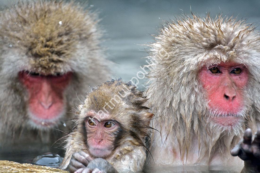 JAPAN-NATURE-FAUNA-MAKAK18