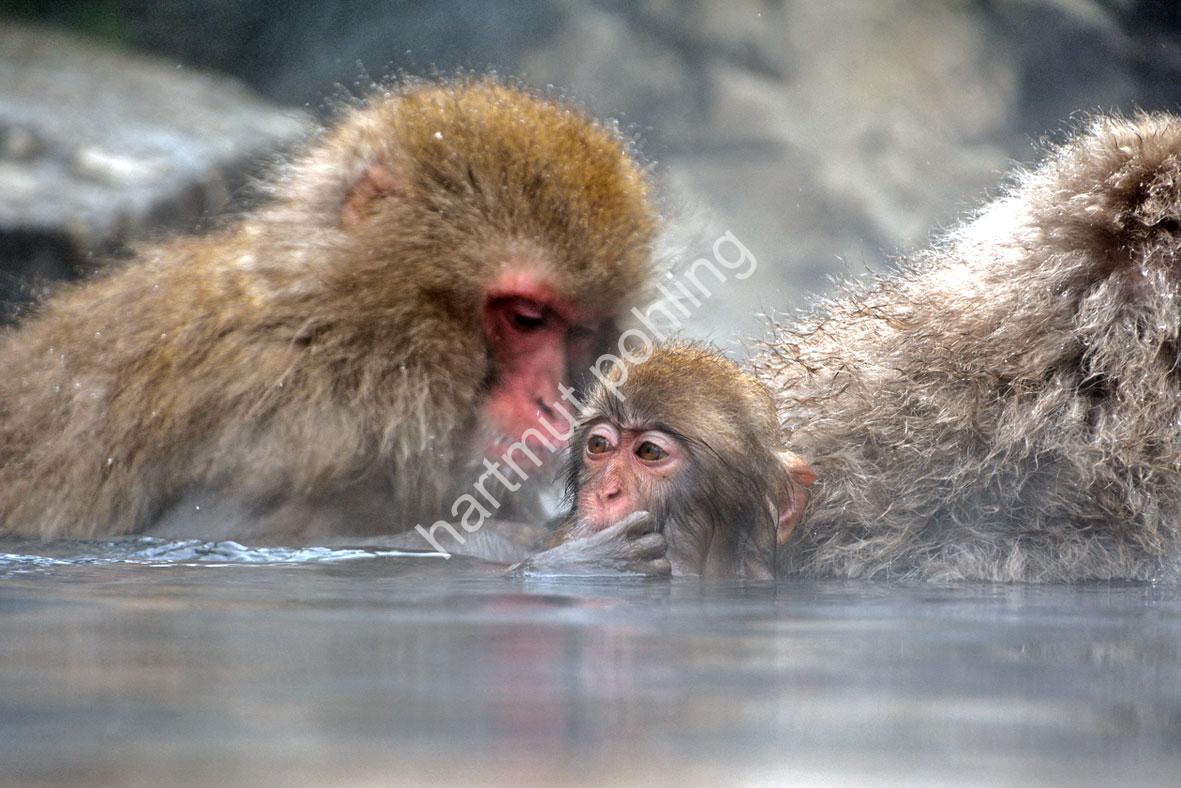 JAPAN-NATURE-FAUNA-MAKAK19