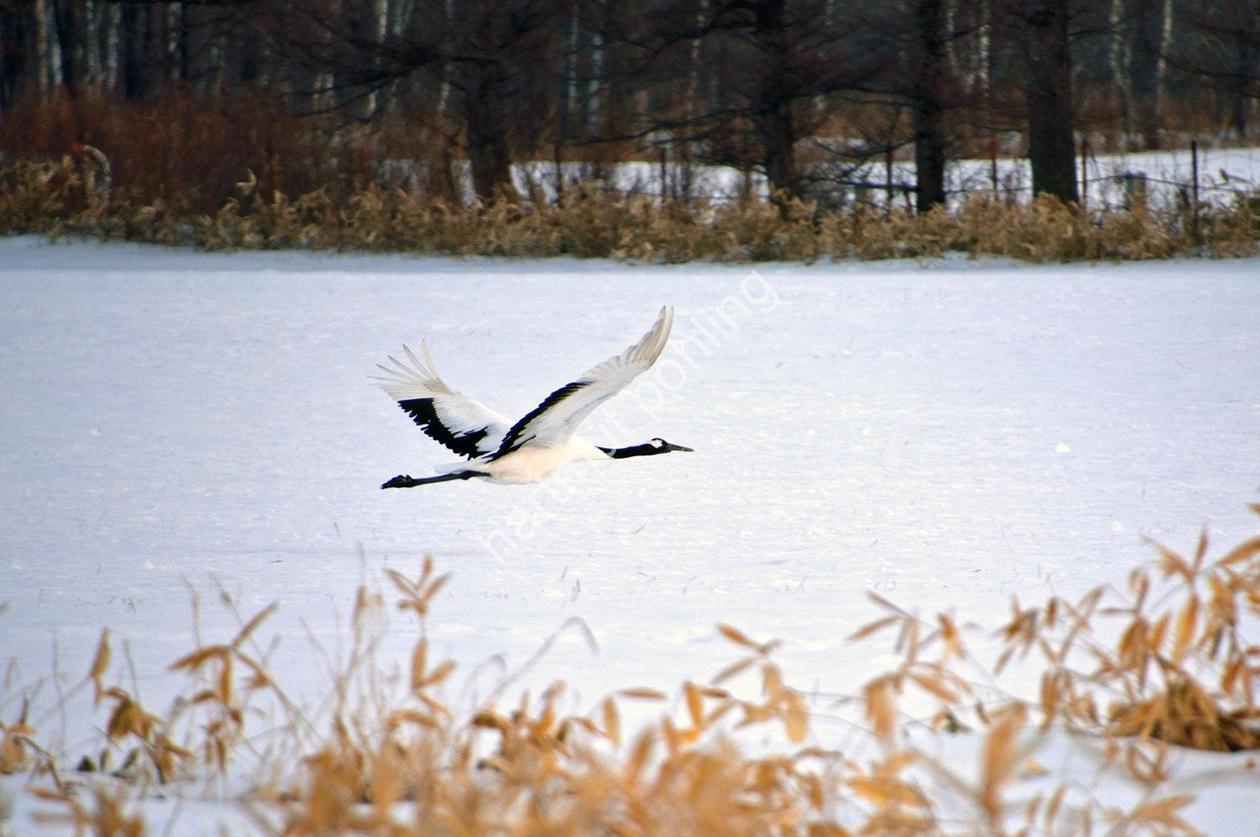 JAPAN-NATURE-TSURU11