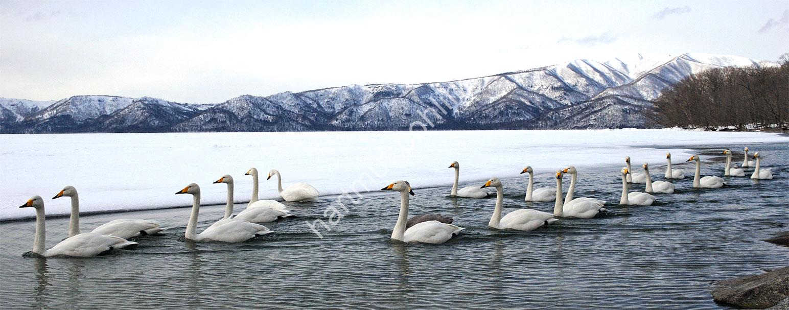 JAPAN-NATURE-WHOOPER-SWAN-TITEL