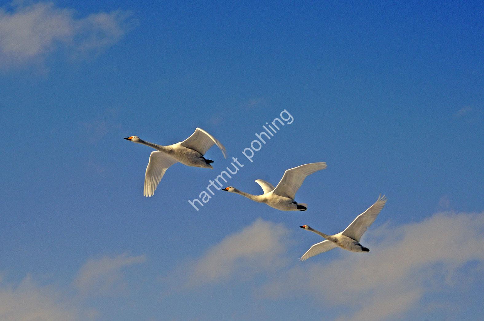 JAPAN-NATURE-WHOOPER-SWAN