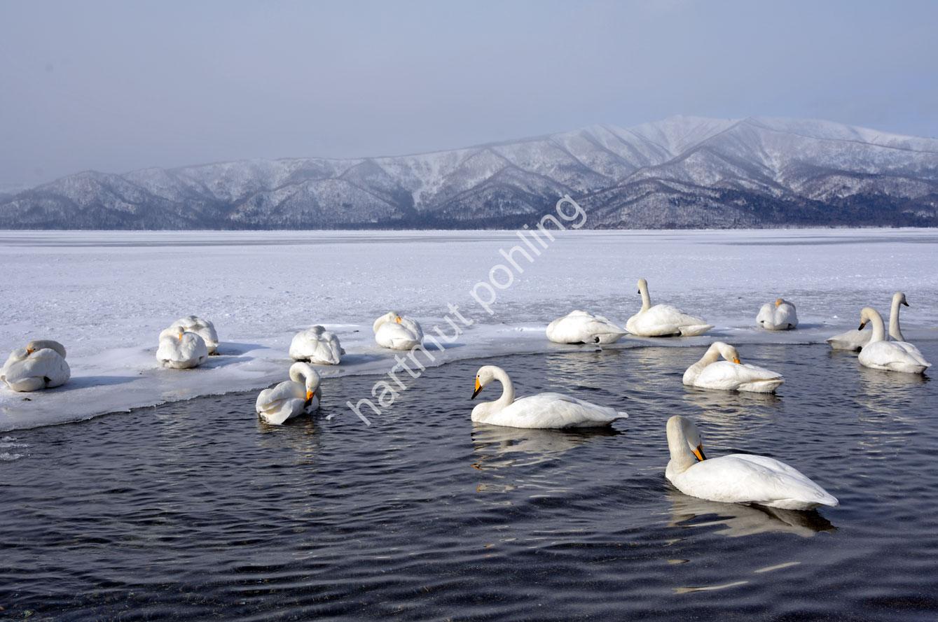 JAPAN-NATURE-WHOOPER-SWAN03