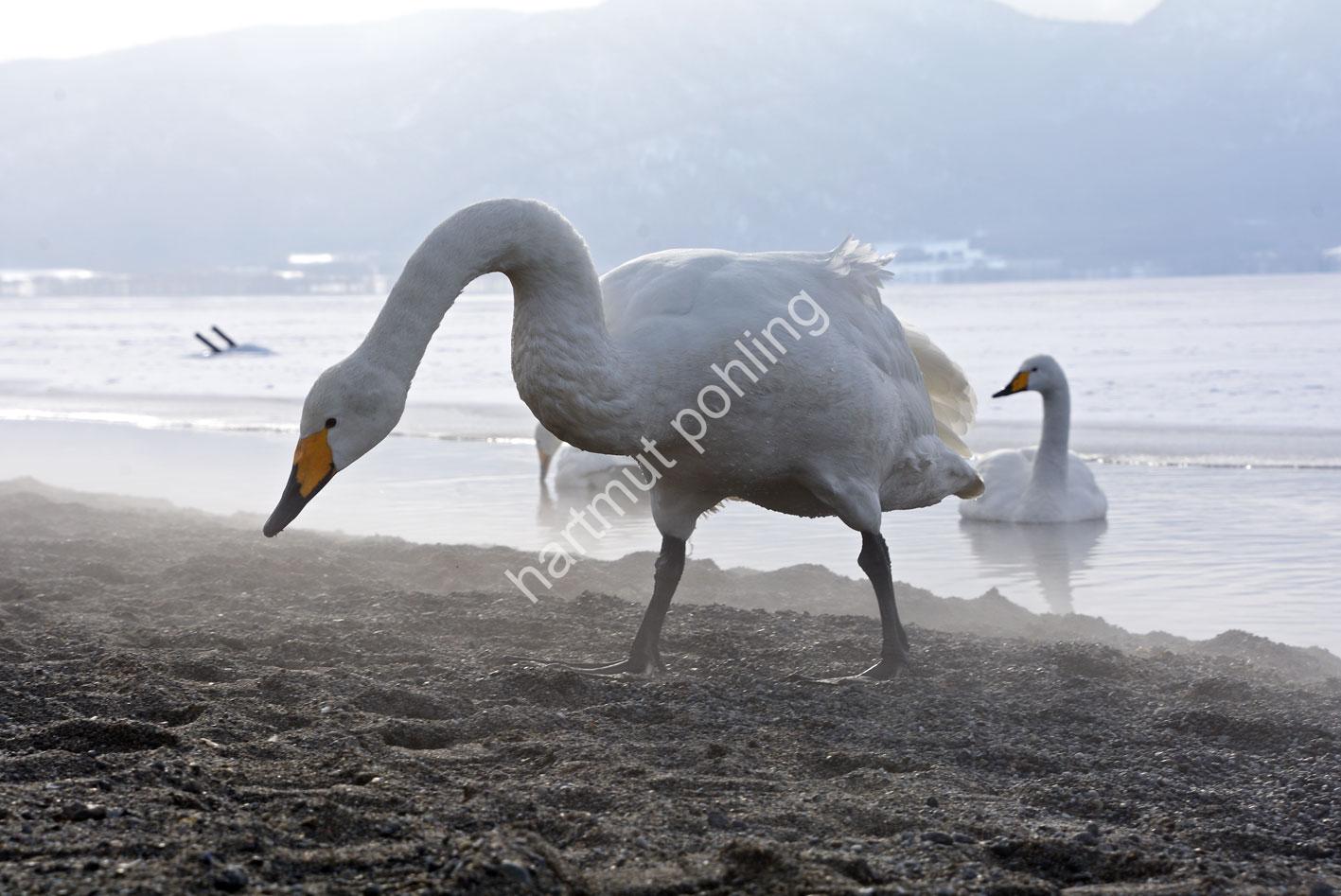 JAPAN-NATURE-WHOOPER-SWAN04