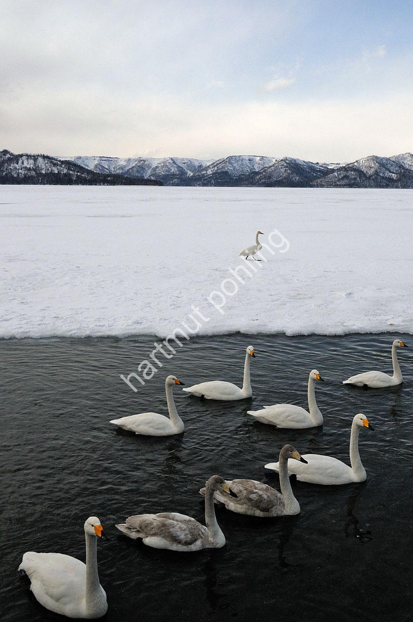 JAPAN-NATURE-WHOOPER-SWAN07