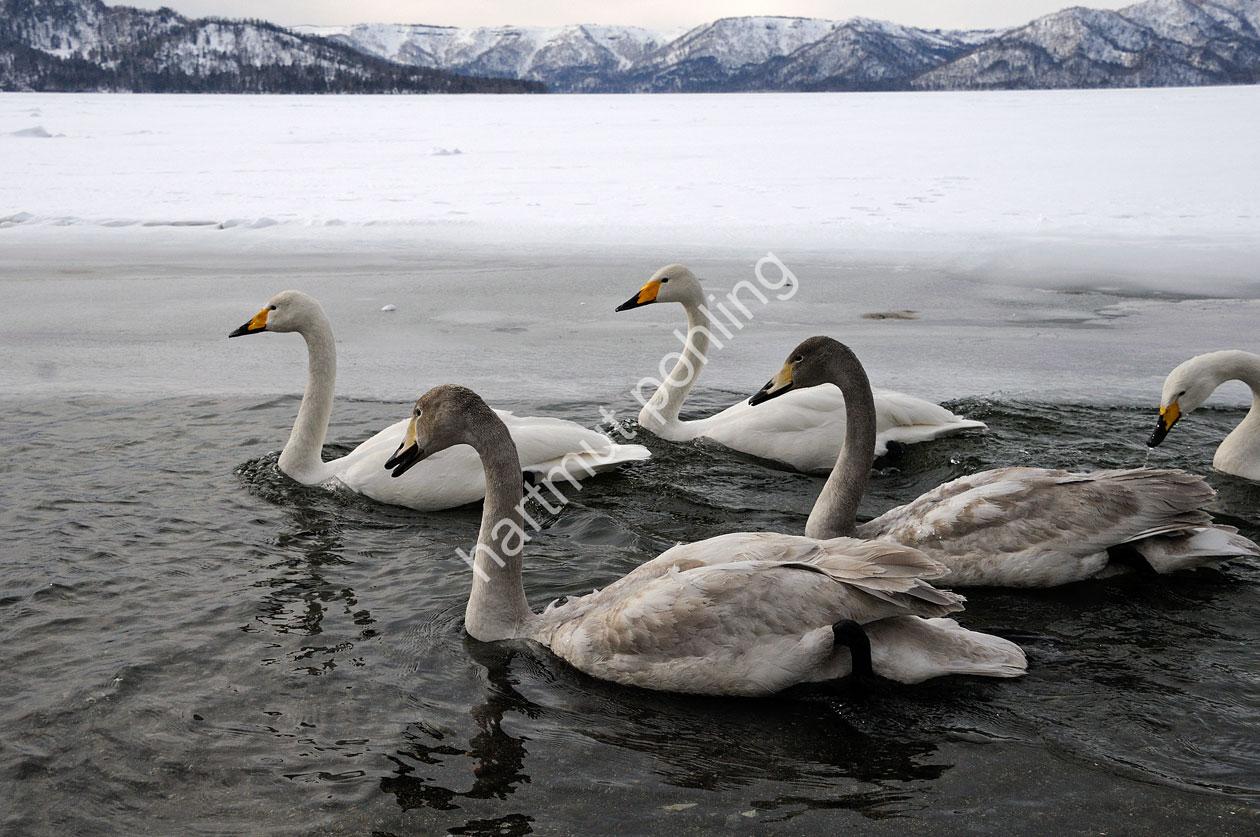 JAPAN-NATURE-WHOOPER-SWAN08
