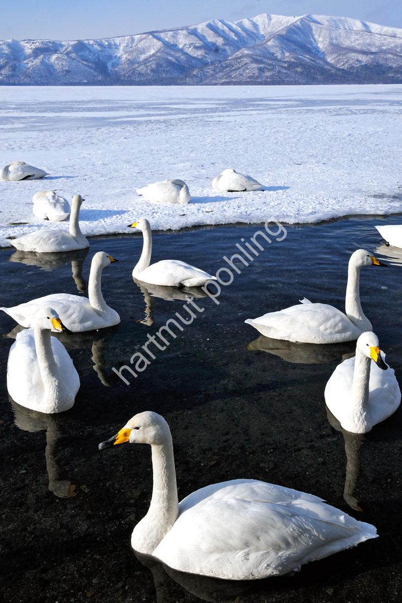 JAPAN-NATURE-WHOOPER-SWAN09