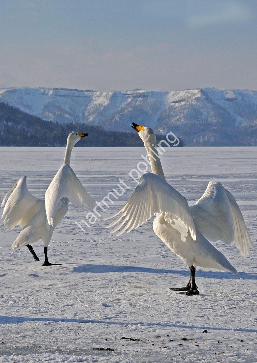 JAPAN-NATURE-WHOOPER-SWAN10