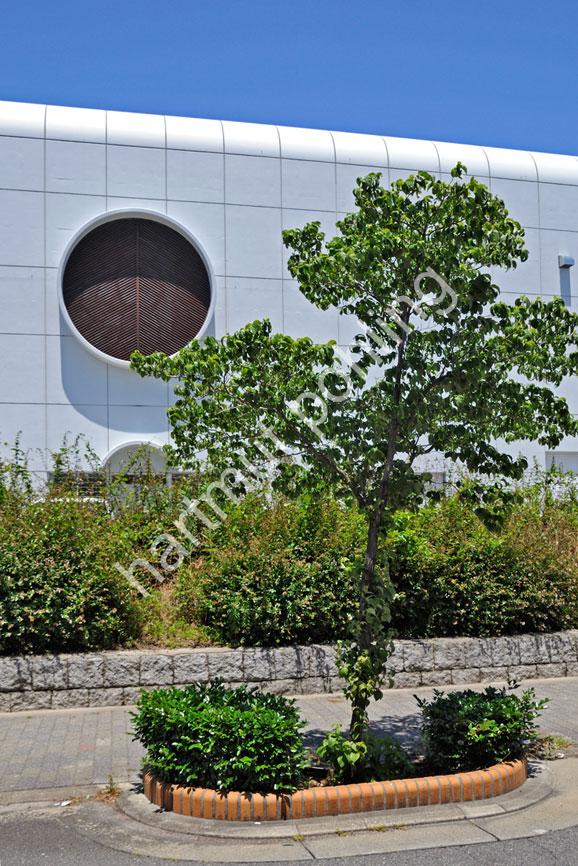 KUROKAWA-KISHO-FUKIAGE-HALL03