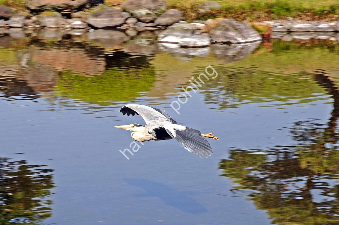 JAPAN-NATURE-FAUNA-SAGI02