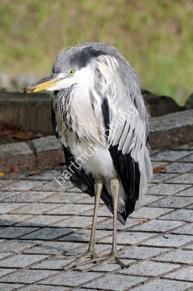 JAPAN-NATURE-FAUNA-SAGI03