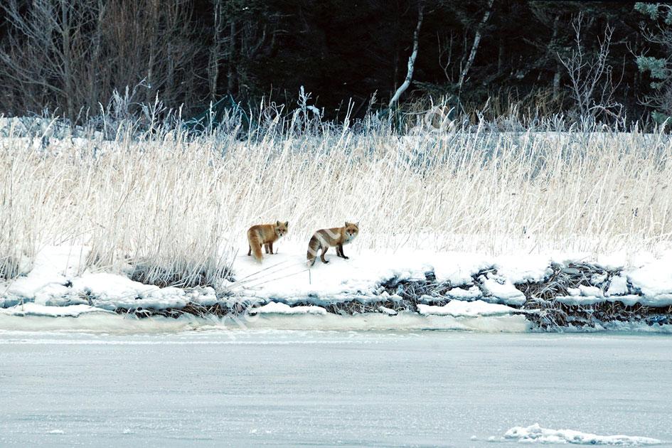 JAPAN-NATURE-KITSUNE02