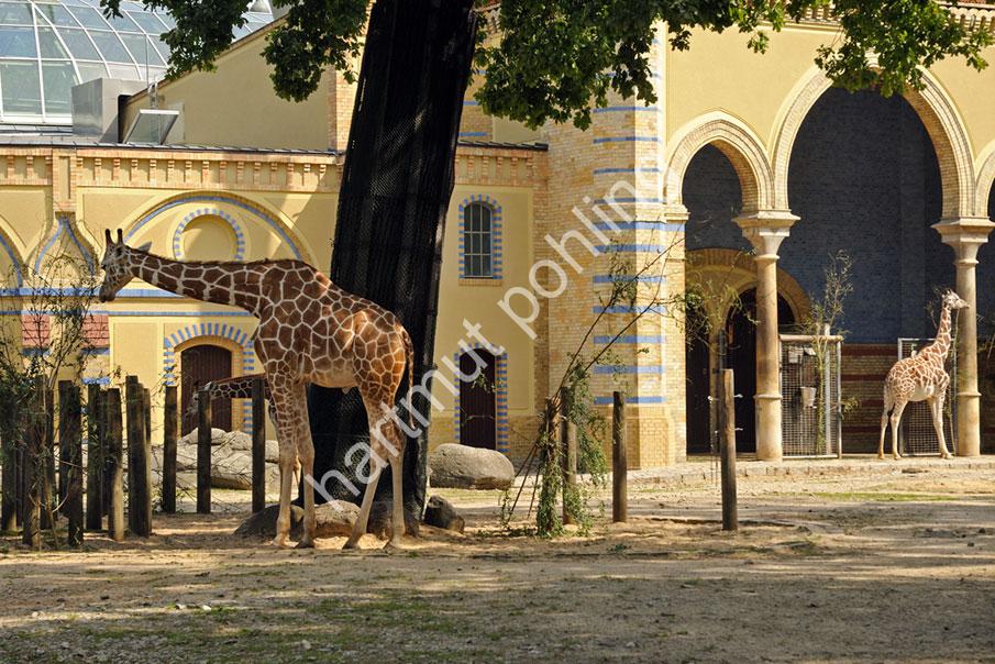 ENDE-BOECKMANN-BERLIN-ZOO04