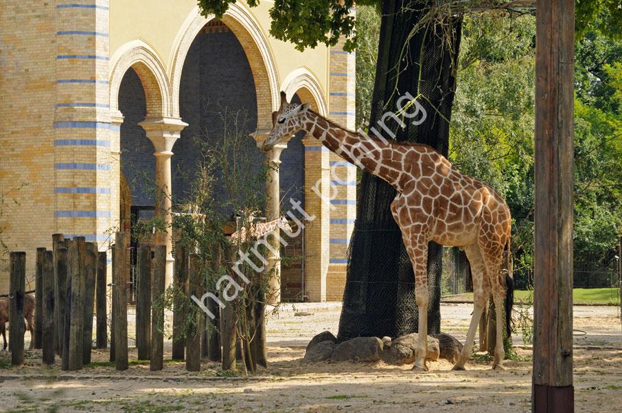 ENDE-BOECKMANN-BERLIN-ZOO05