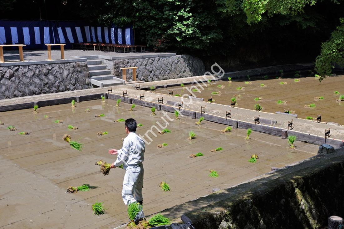 JAPAN-TRADITION-RICE-PLANTING-FESTIVAL03