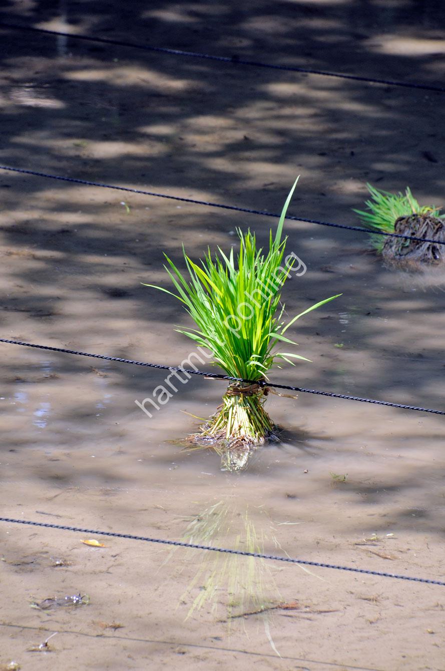 JAPAN-TRADITION-RICE-PLANTING-FESTIVAL04