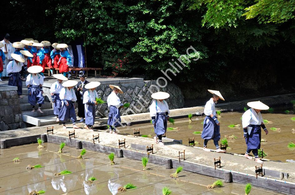 JAPAN-TRADITION-RICE-PLANTING-FESTIVAL08