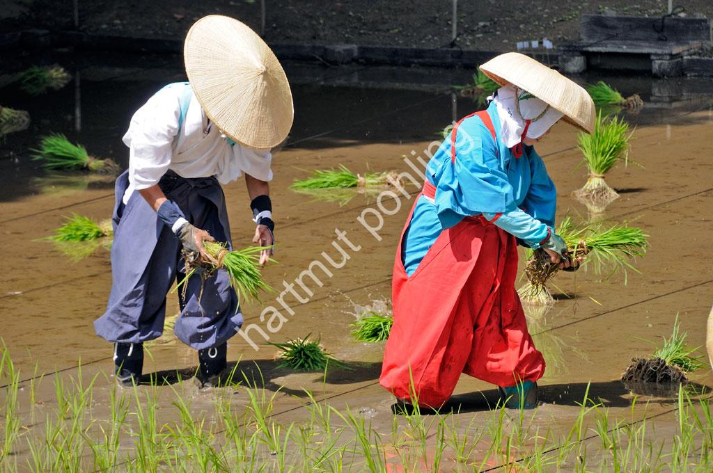 JAPAN-TRADITION-RICE-PLANTING-FESTIVAL13