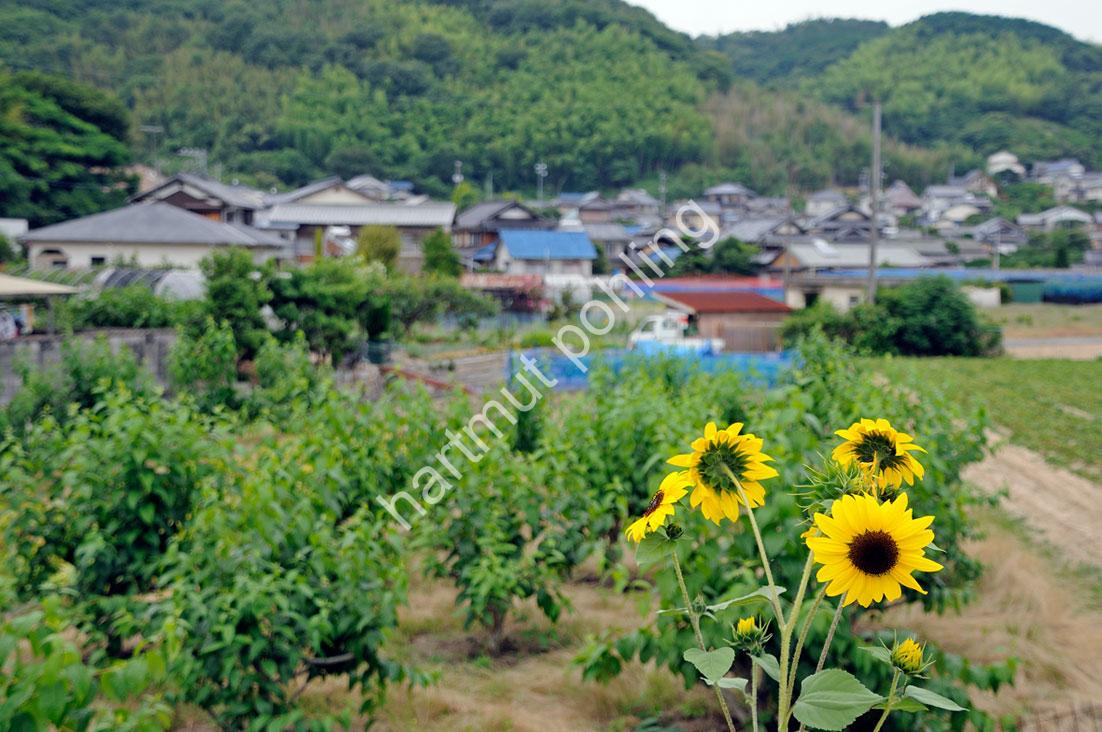 JAPAN-TRAVEL-SHIMANAMI-KAIDO03-INNUSHIMA11
