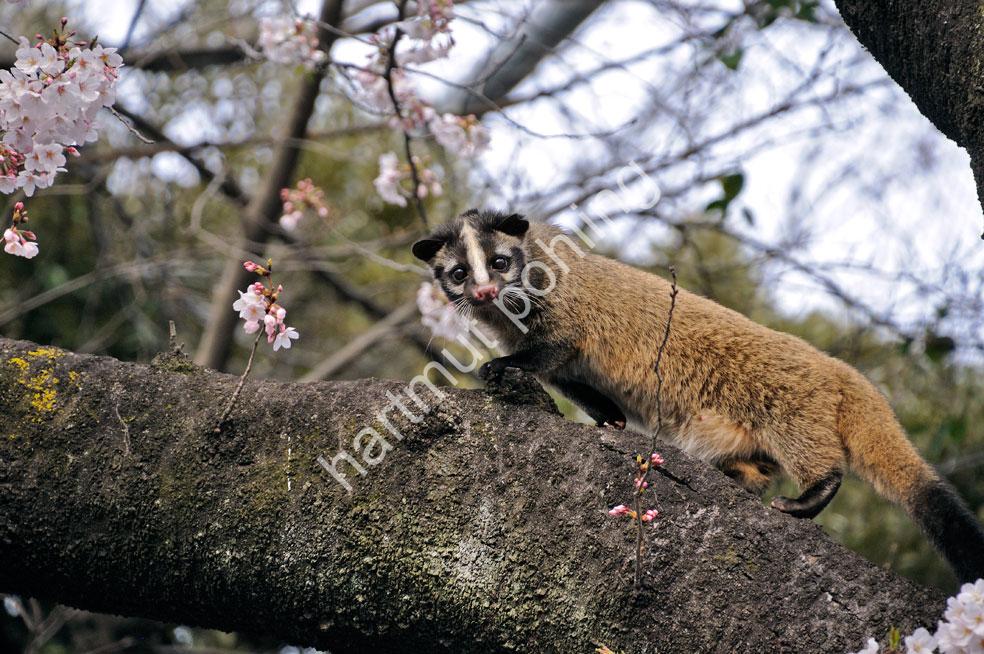 JAPAN-NATURE-FAUNA-SCHLEICHKATZE03