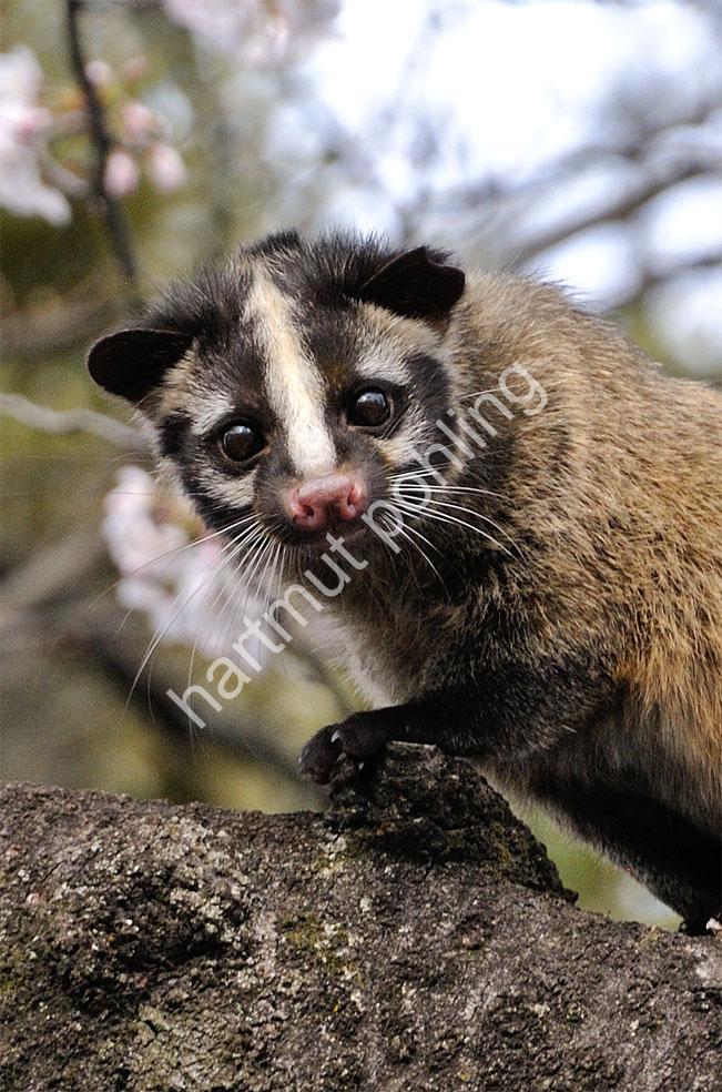 JAPAN-NATURE-FAUNA-SCHLEICHKATZE04