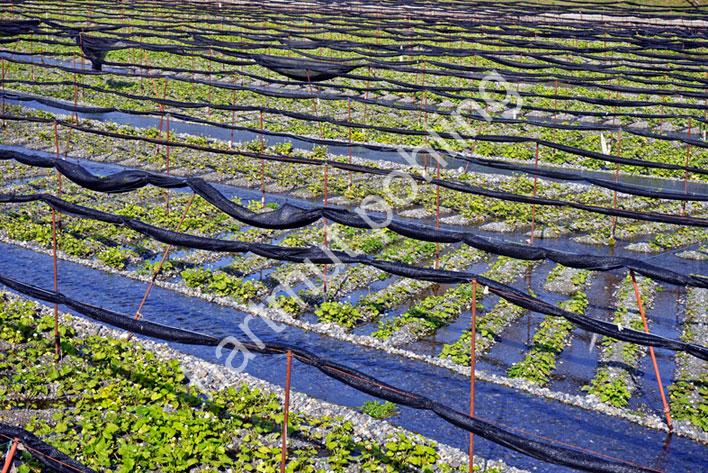 JAPAN-TRADITION-WASABI-CULTIVATION-DAIO-FARM08