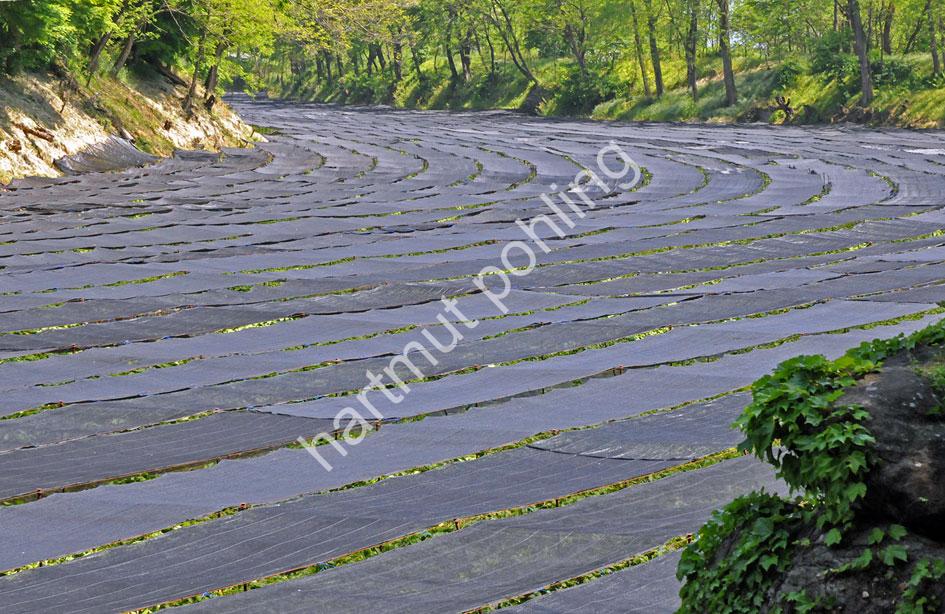 JAPAN-TRADITION-WASABI-CULTIVATION-DAIO-FARM15