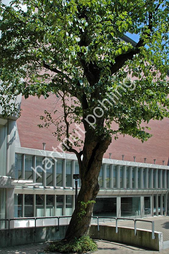 OKADA-SHINICHI-TOKYO-UNIVERSITY-ARTS-CONCERT-HALL04