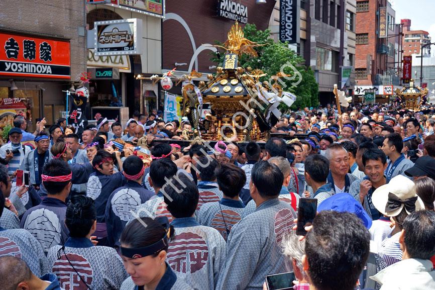 JAPAN-MATSURI-SANJA-FESTIVAL23