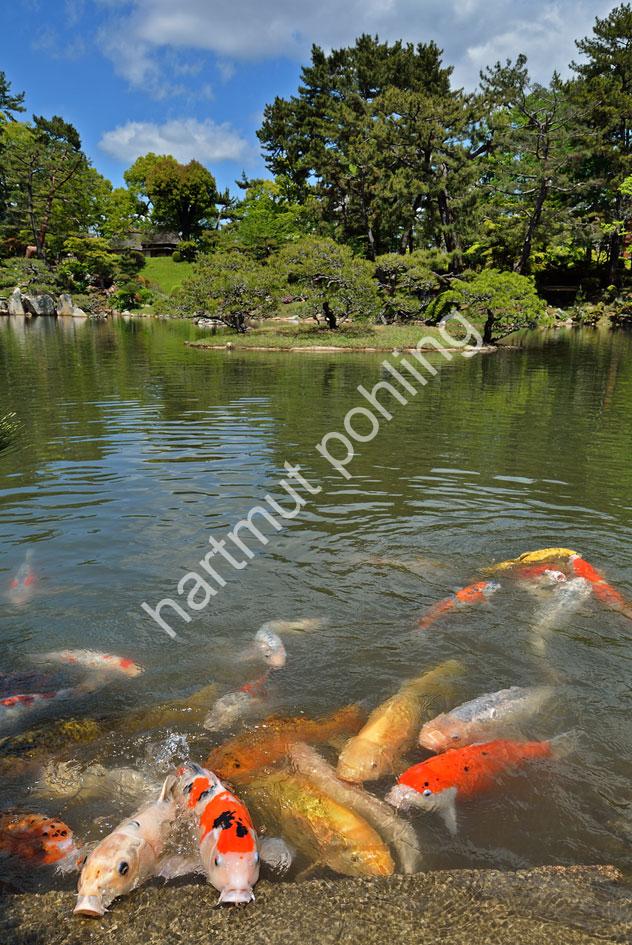 JAPAN-IMAGE-KOI03