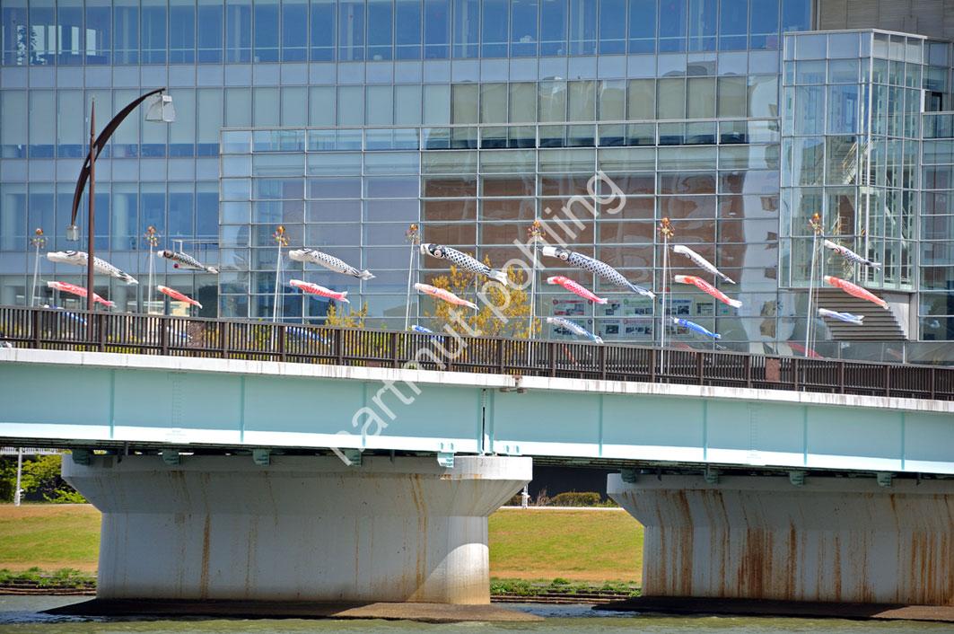 JAPAN-STADT-NIIGATA-KOINOBORI