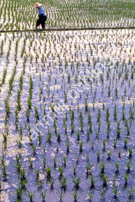 JAPAN-TRADITION-RICE-FIELD-PLANTING14